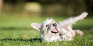 Why do dogs roll in poop? It seems to be an instinct to mask or mark their scent.