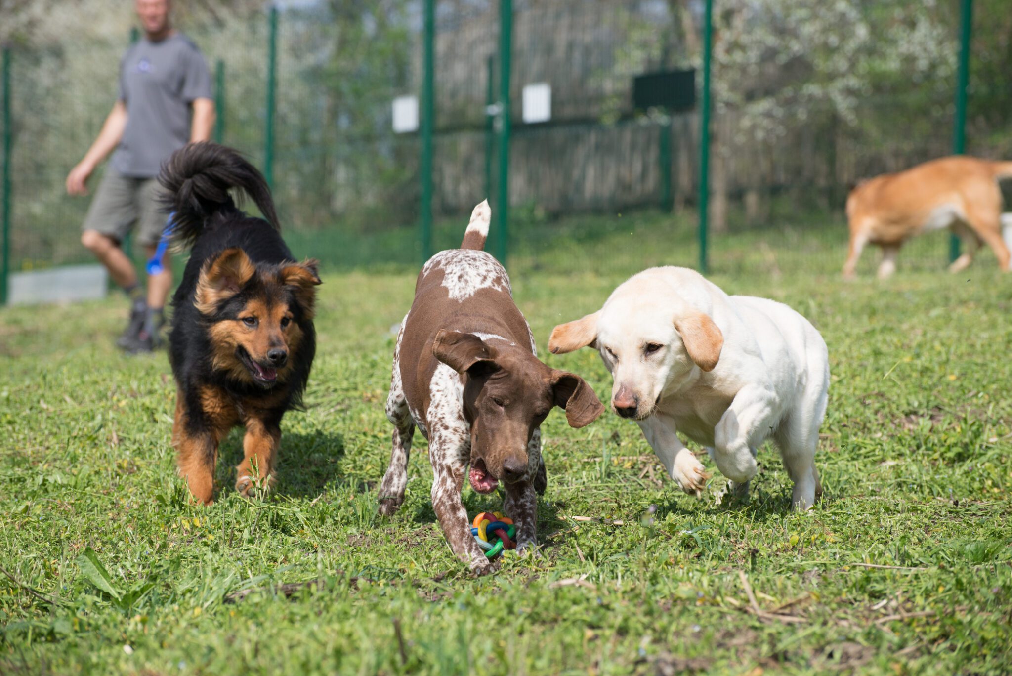 Beyond Breed: How Expert Evaluations Shape Safe Dog Daycare