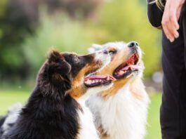 Dogs can understand humans, at least in part. How much they understand is still a topic of research.