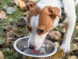 Getting a sick dog to drink water can be a challenge but there are several ways to encourage drinking.