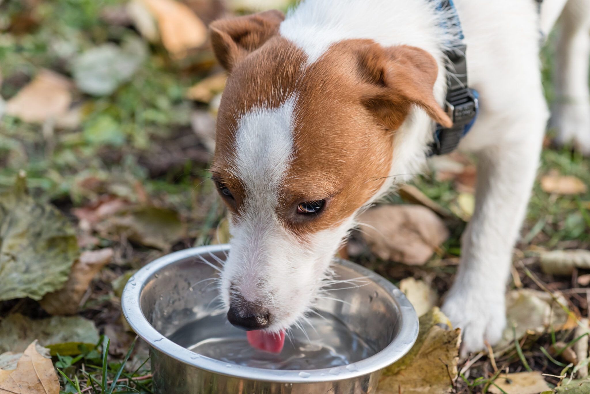 How to Get a Sick Dog to Drink Water Whole Dog Journal