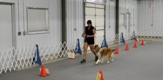 Rally obedience is an obedience based sport for dogs.