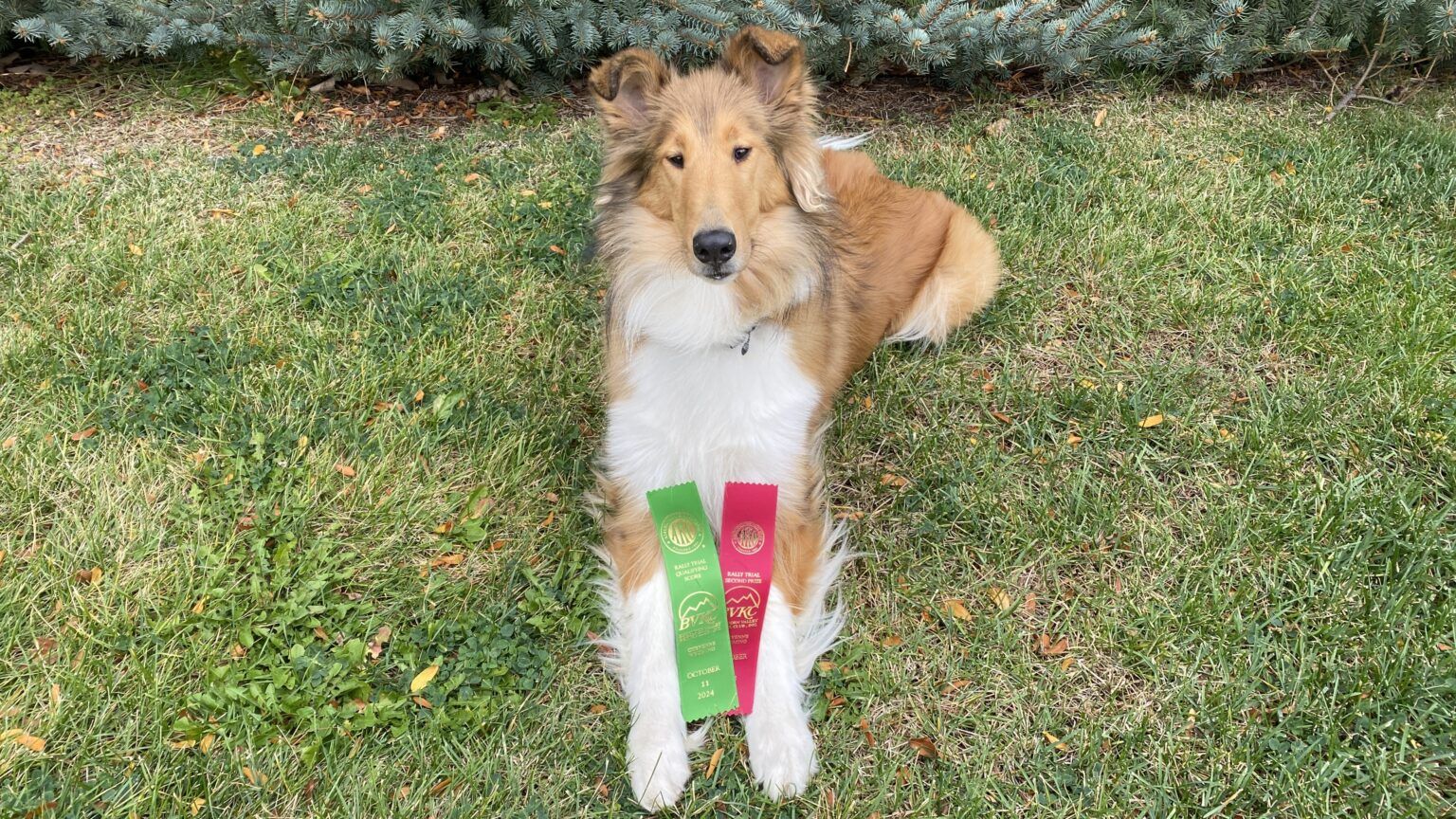 How to Get Involved in Rally, an ObedienceBased Dog Sport Whole Dog