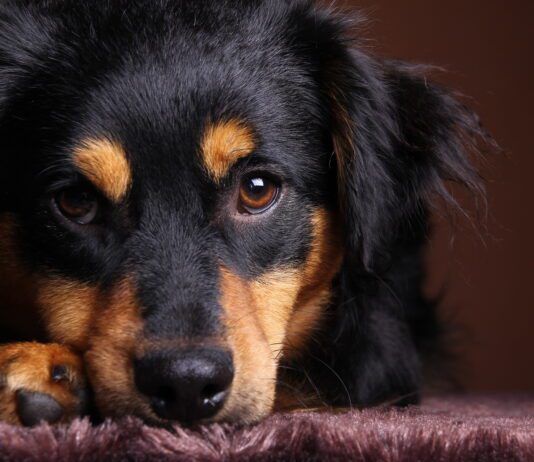 How do you help a dog cope with the loss of another dog?