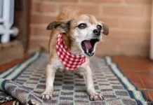 Why do dogs bark at nothing? There could be several causes for the behavior but it isn't nothing to the dog.