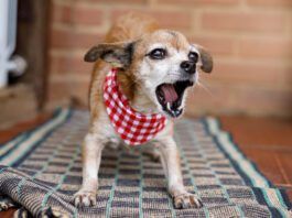 Why do dogs bark at nothing? There could be several causes for the behavior but it isn't nothing to the dog.