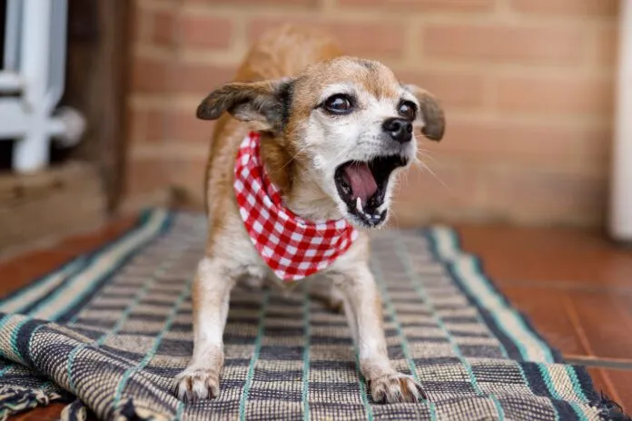 Why do dogs bark at nothing? There could be several causes for the behavior but it isn't nothing to the dog.