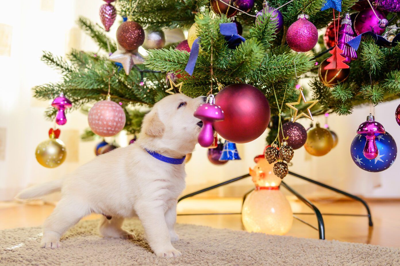 Are Christmas Trees Toxic to Dogs? Whole Dog Journal