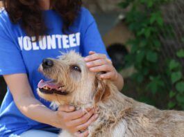 Finding the best animal charity requires doing some research to find one whose cause you fully support.