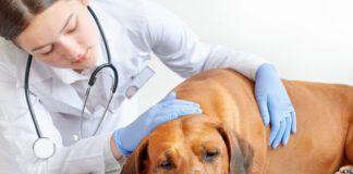 A vet sits with an ill dog and provides comfort.