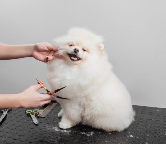 How much it costs to groom a dog varies by the type of dog and grooming needs.
