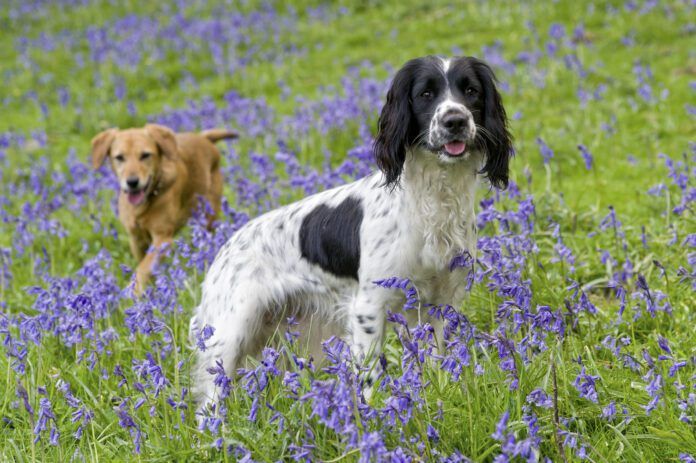 Anaphylaxis in Canine – Complete Canine Journal Anaphylaxis in Canine – Complete Canine Journal
