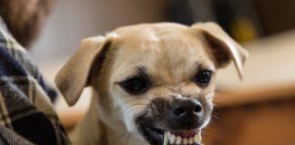 Introducing a new dog to a jealous dog can be a challenge, but it isn't insurmountable.