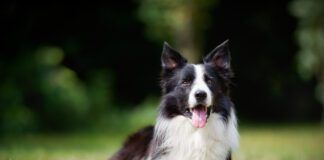Double coated dog breeds like this border collie require specialized coat care.