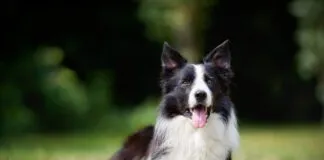 Double coated dog breeds like this border collie require specialized coat care.