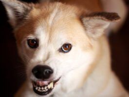 How to train an aggressive dog? Choose the right trainer or veterinary behavioris.