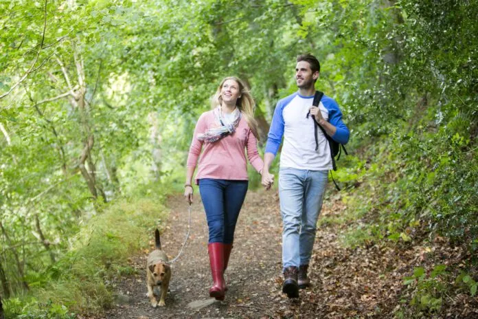 Dogs can get poison ivy, and it is a hazard to be avoided on woodland walks.