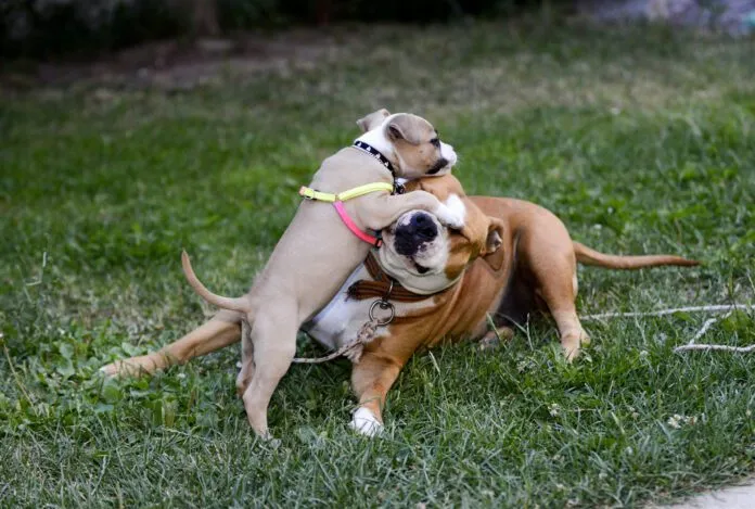 Dogs can get lice, and the way it is spread is from close contact with other dogs.