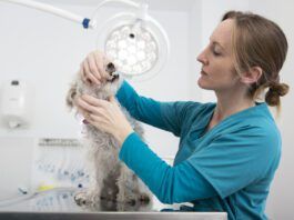 Can dogs have cold sores? Dogs can have CUPs a condition that is similar to cold sores.