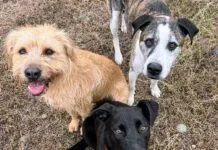 Three adorable dogs on a Thanksgiving Hike.
