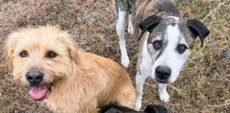Three adorable dogs on a Thanksgiving Hike.
