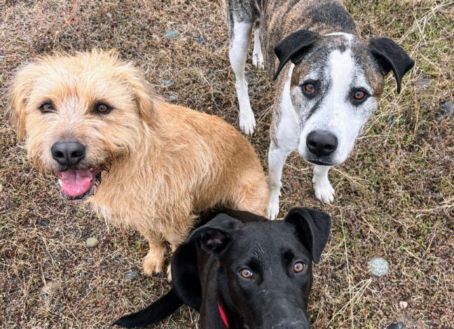 gabapentin and clonidine dogs