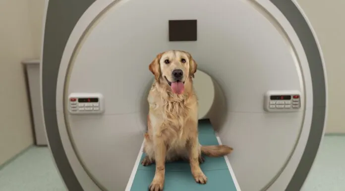 Swollen runny eyes are one way to identify a dog allergic reaction.