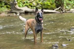 Fly-bites on dogs are more common in areas where flies congregate like water sources.