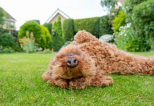 Zyrtec for dogs can help with allergies and sensitivity to bug bites that cause itchiness.