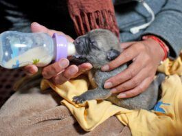 Puppy formula is a substitute for their mother's milk.