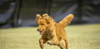 Does you dog have an instinct to chase? Then your dog's prey drive may be a strong one due to breeding and instinct.