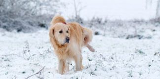 Urinary dog food can help keep your dog's kidneys and bladder healthy.