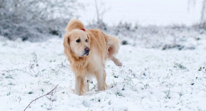 Urinary dog food can help keep your dog's kidneys and bladder healthy.