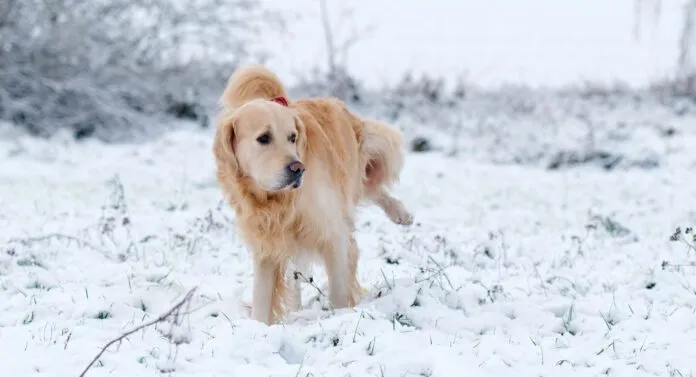 Urinary dog food can help keep your dog's kidneys and bladder healthy.