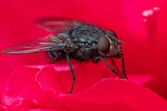 Black flies can leave itchy bites on your dog.