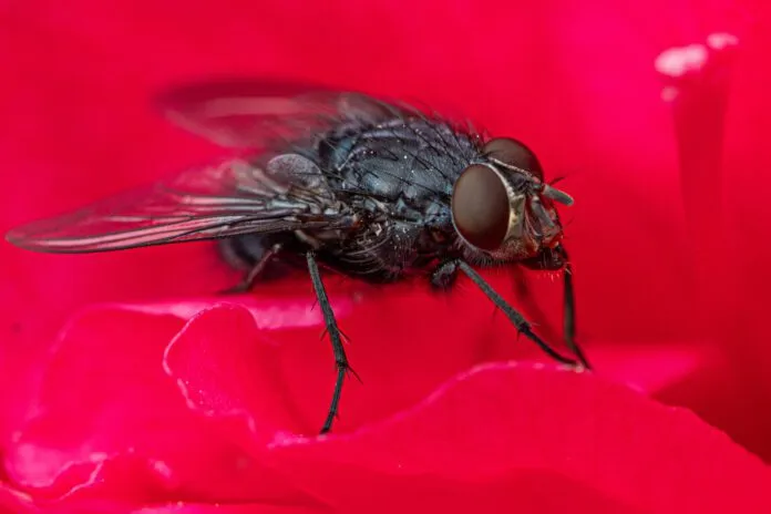 Black flies can leave itchy bites on your dog.
