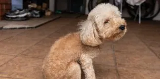 High fiber dog food can help with anal gland problems and scooting.