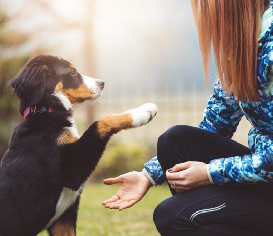 Training Archives - Whole Dog Journal