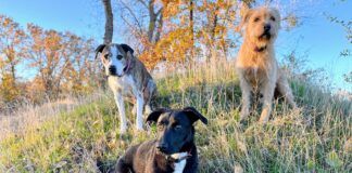 These three dogs are well practiced in leash recall which kept them calm and under control instead of chasing a strange cat.