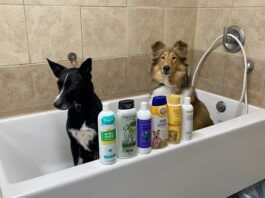 What is the best dog shampoo for odor? We tested six brands to find out.