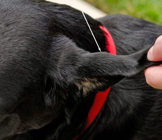 Treating a dog ear hematoma at home is possible if it's a small hematoma on a healthy dog's ear.