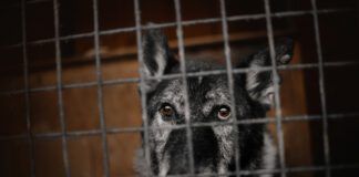 Rehoming a dog is never easy, but sometimes it seems like the worst possibility.