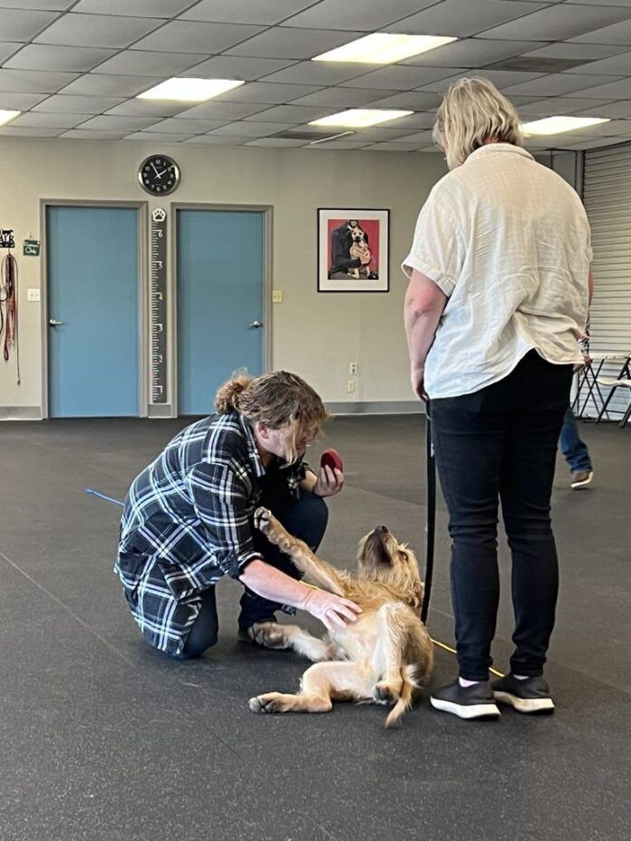 Boone The canine good citizen test for dogs examines how well dogs react to touch, grooming, and gretting others.