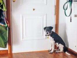With training a dog will find ways to signal the need to go potty to their owners.