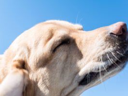 The best dog food for skin allergies depends on determining the type of allergy.