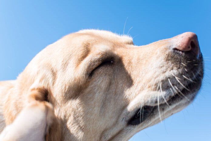 The best dog food for skin allergies depends on determining the type of allergy.