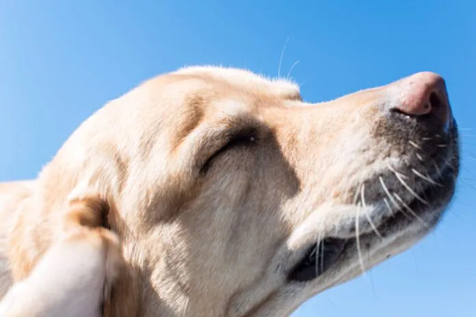 The best dog food for skin allergies depends on determining the type of allergy.
