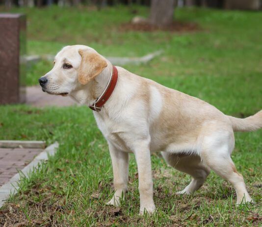 Bladder stones in dogs are a potentially serious health issue.