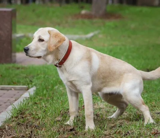 Bladder stones in dogs are a potentially serious health issue.