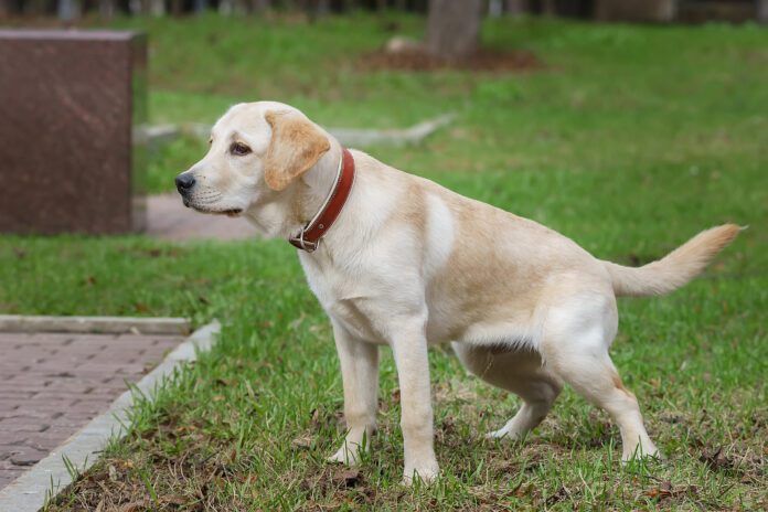 Bladder stones in dogs are a potentially serious health issue.